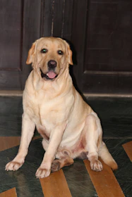 Tabata, the resident Labrador, warmly greeting a new dog guest inside the family apartment.