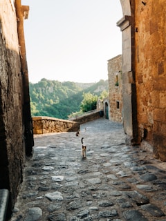 A narrow, cobblestone street framed by historic stone buildings with a view of lush green hills in the background. Cats are seen walking along the pathway, creating a peaceful scene.