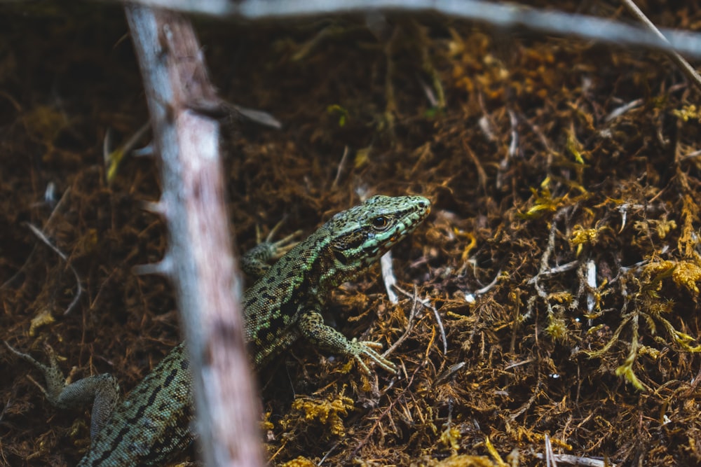 green and black lizard on brown tree branch