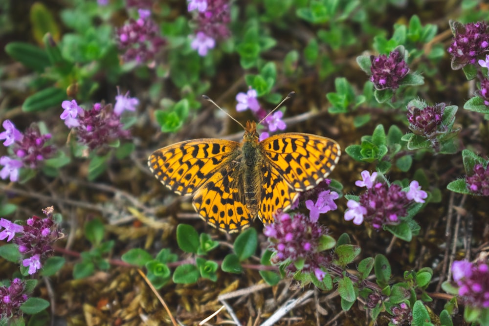 brown and black butterfly on purple flower