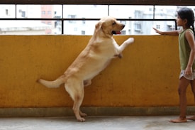 A golden retriever stands on its hind legs against a yellow railing, appearing lively and playful. A young girl stands nearby, wearing a green top and shorts, and appears to be engaging with the dog. The scene is set in an urban environment with buildings visible in the background.