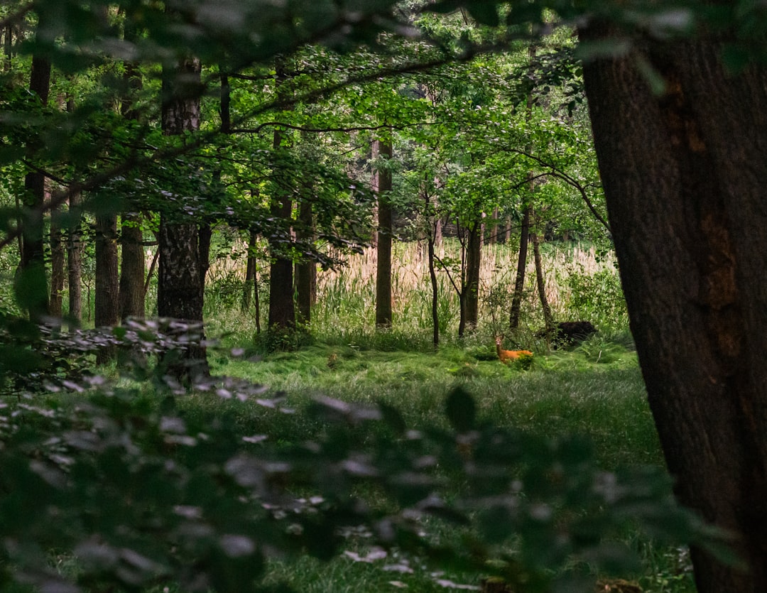 photo of Pszczyna Forest near Katowice