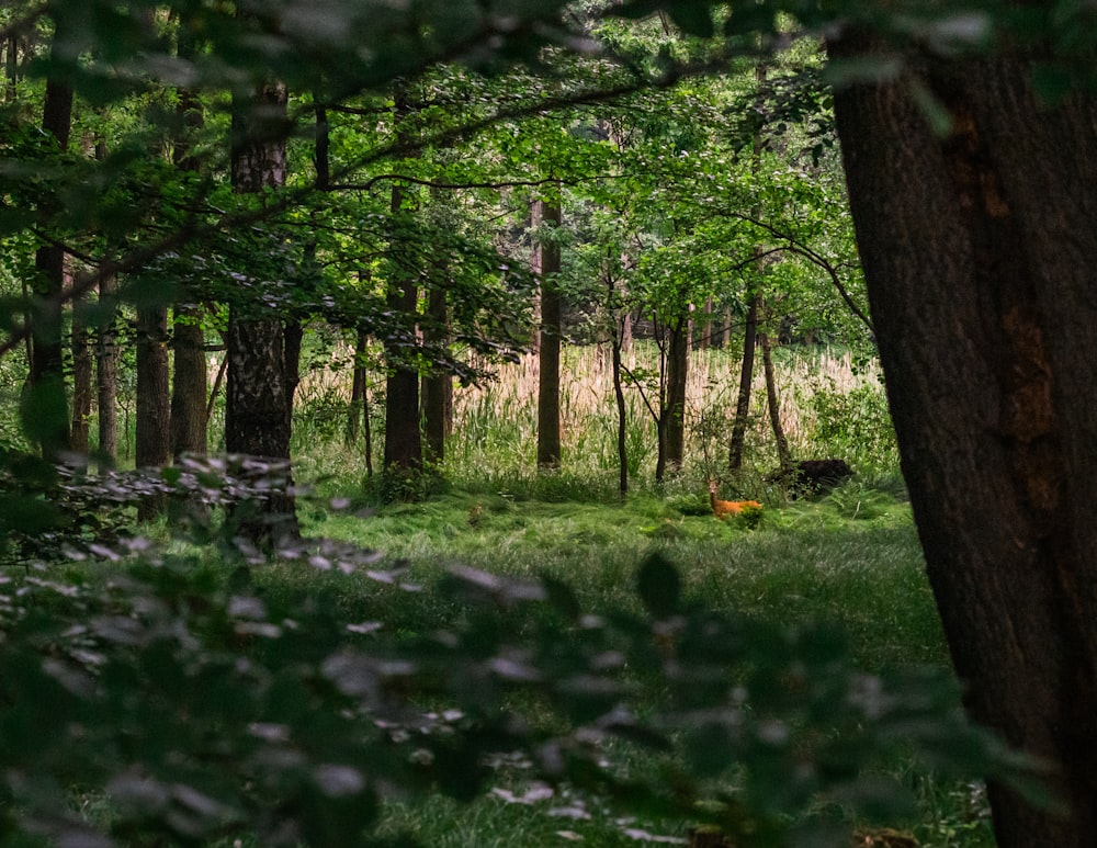 green grass field with trees