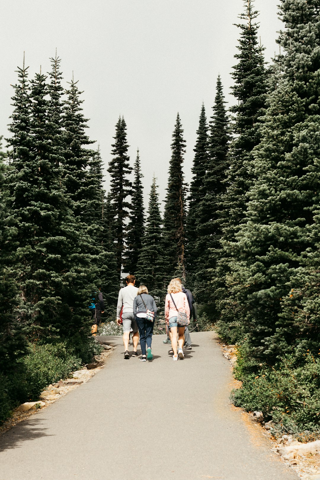 2 person walking on pathway between green trees during daytime