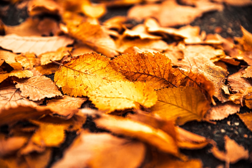 brown dried leaf on ground