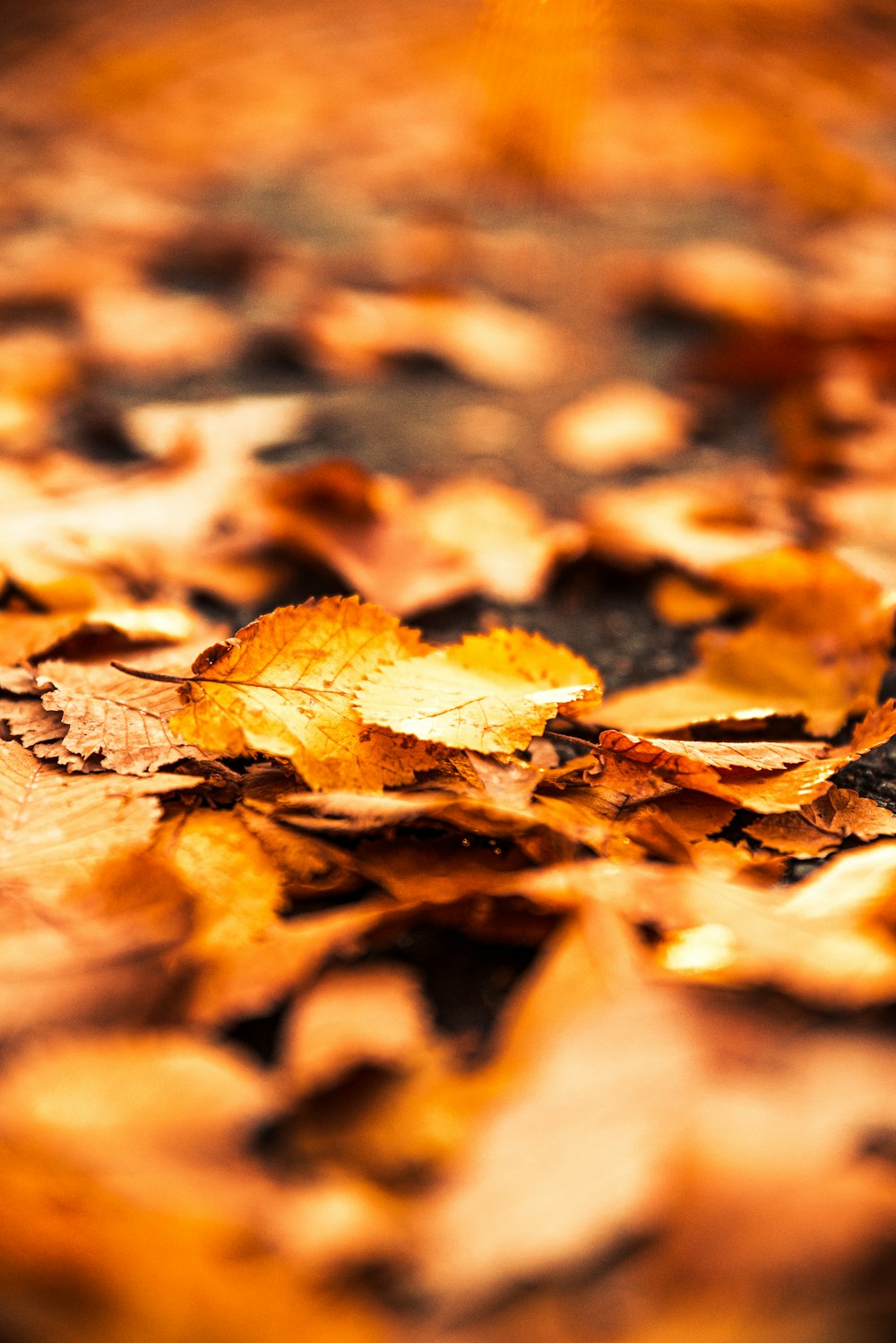 brown dried leaves on ground