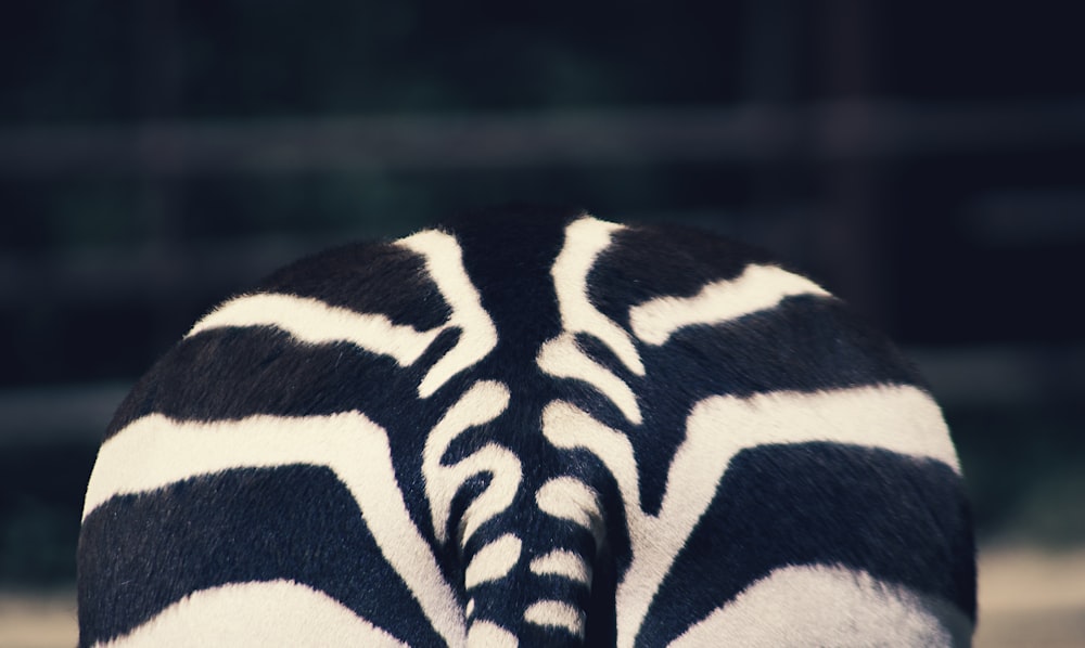 schwarz-weißes Zebra Textil