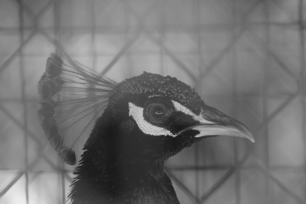 schwarz-weiß gefiederter Vogel