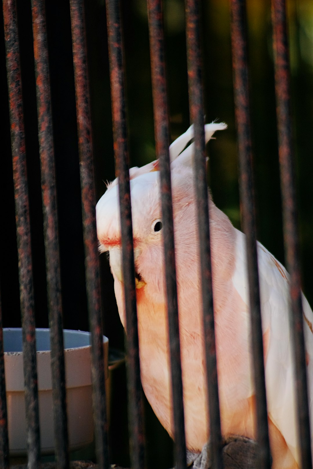 white bird on black cage