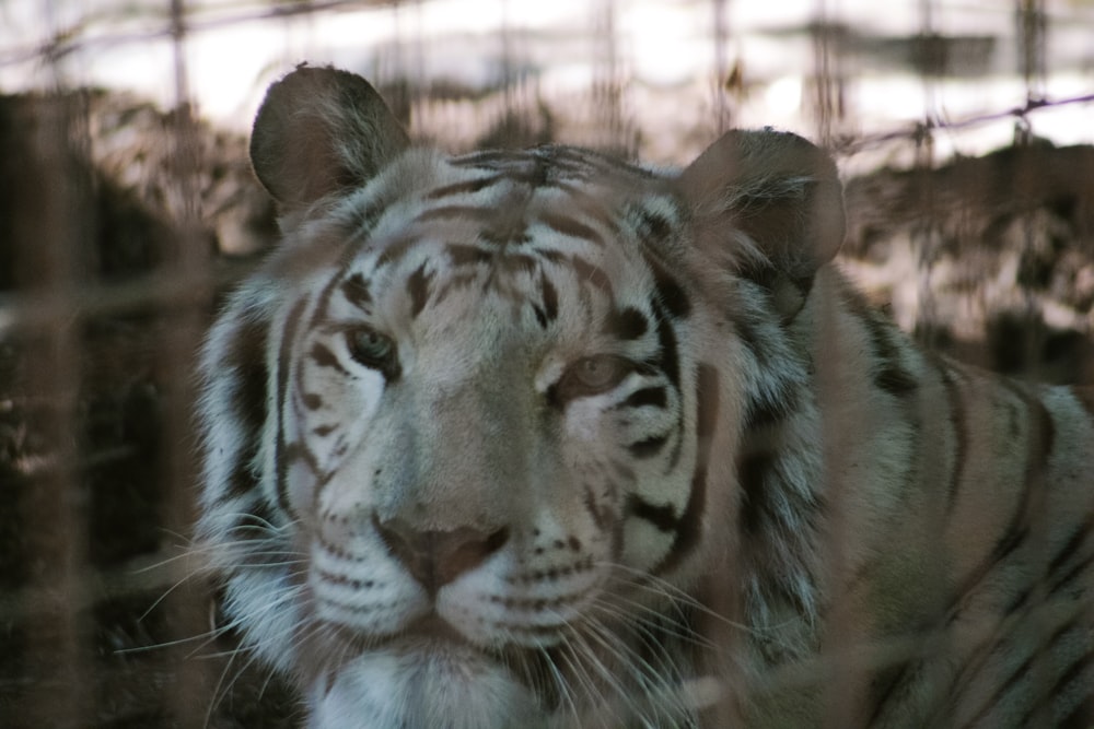white and black tiger in cage