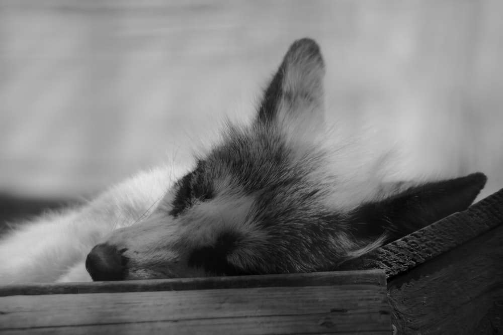 chien blanc et noir à poil long couché sur une planche de bois