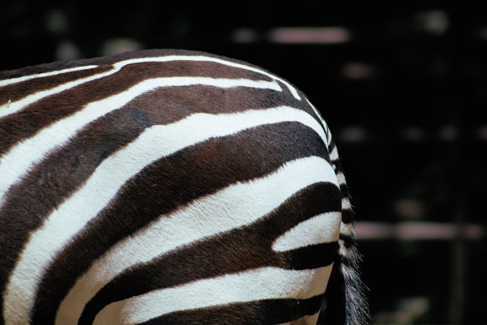 tessuto zebrato bianco e nero