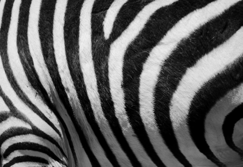 Textil mit schwarz-weißem Zebraprint