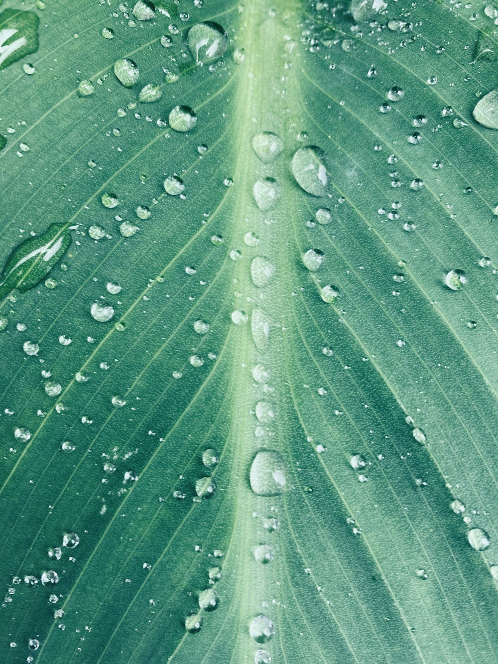 water droplets on green leaf