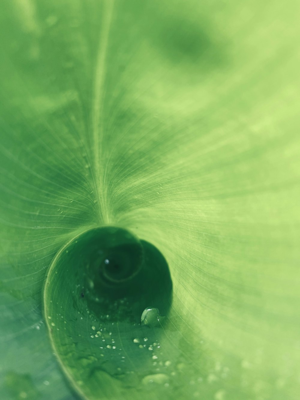 water drop on green leaf