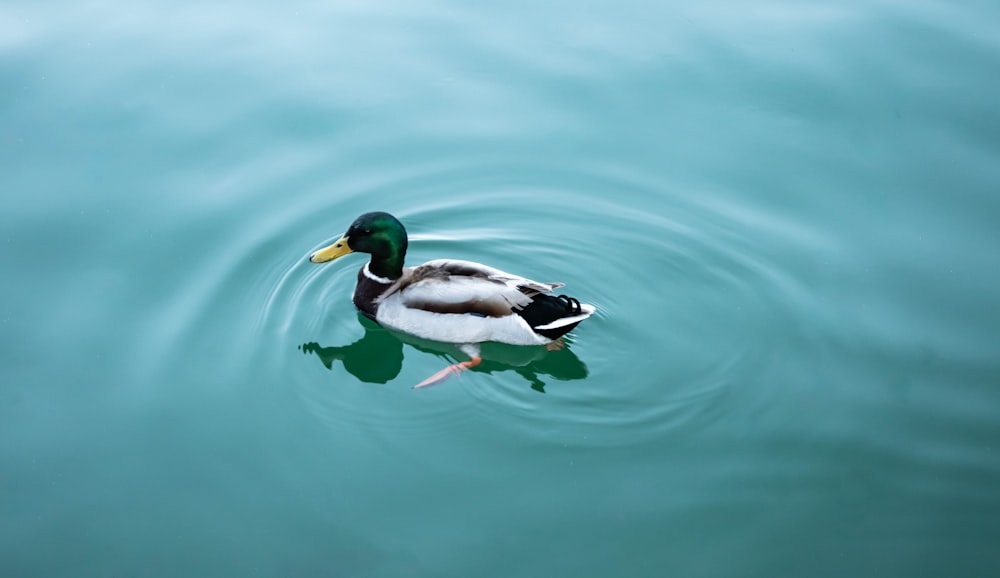 white and black duck on water