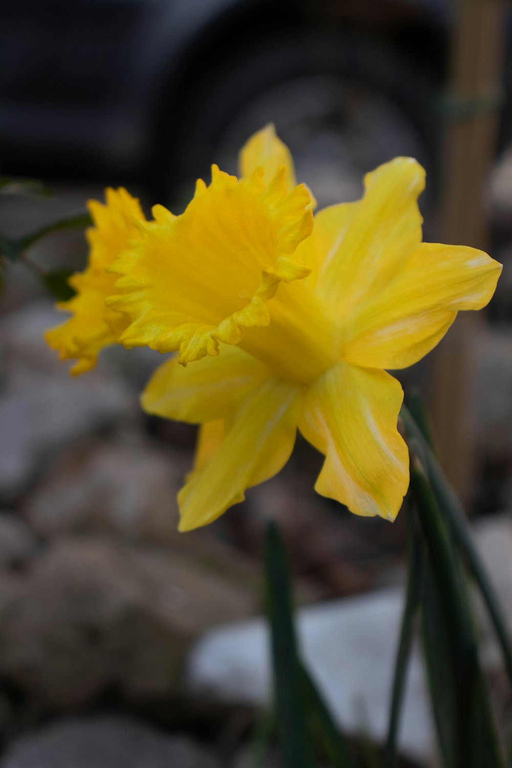 yellow daffodils in bloom during daytime