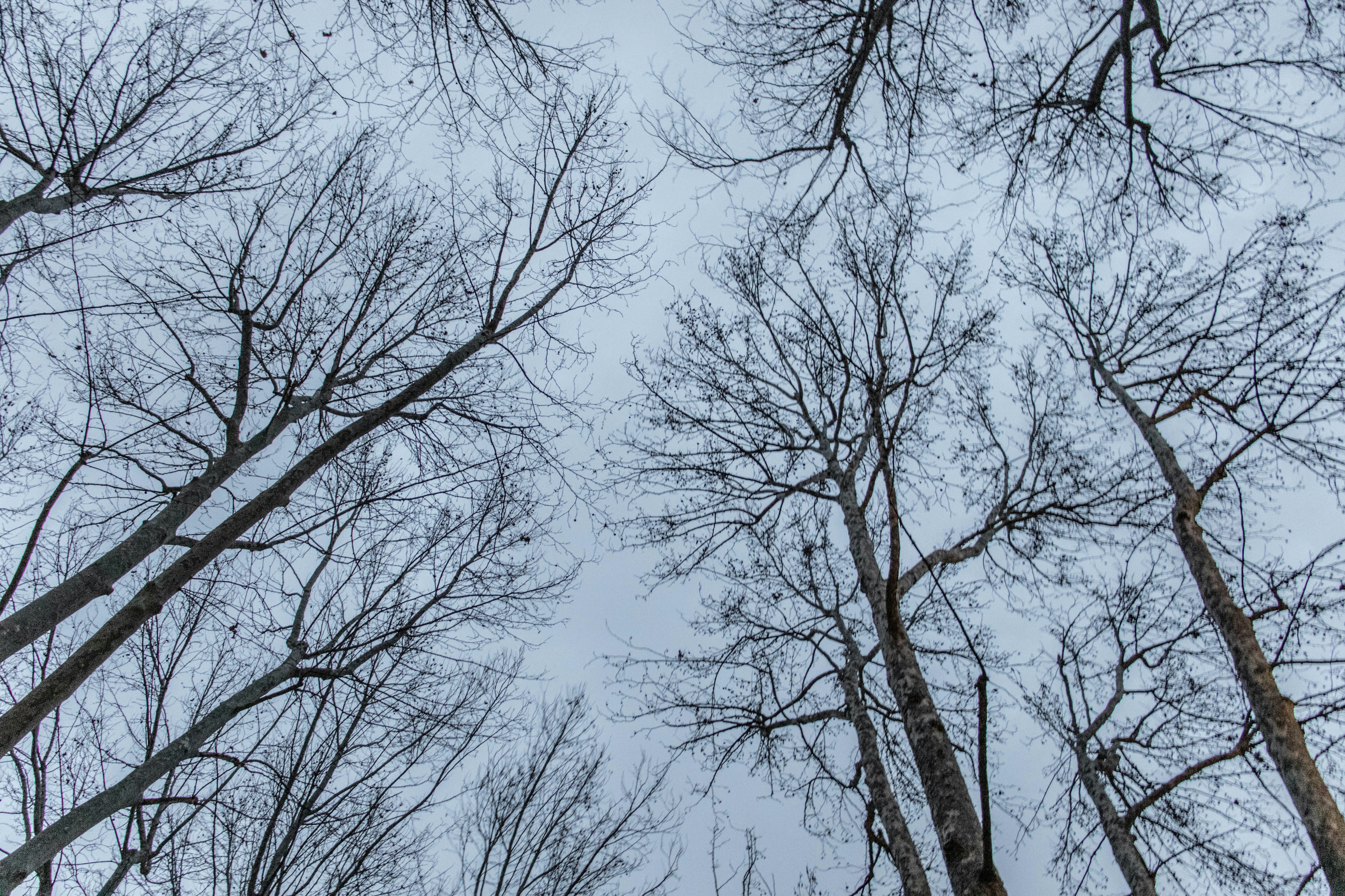 bare tree under blue sky during daytime