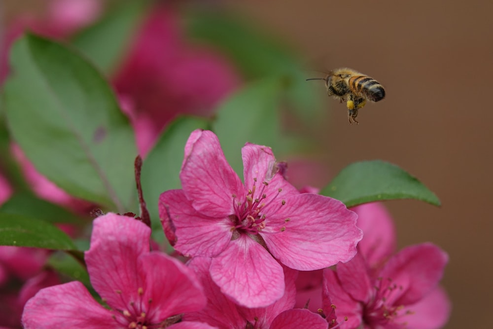 pink flower in macro photography