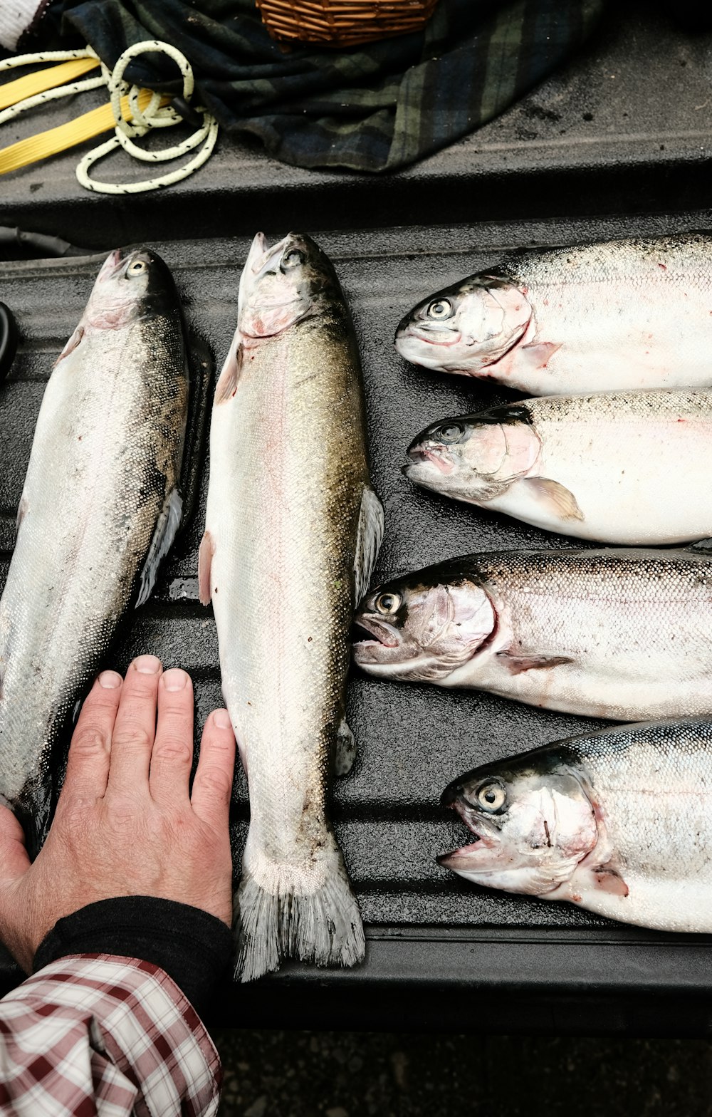 person holding white and red fish