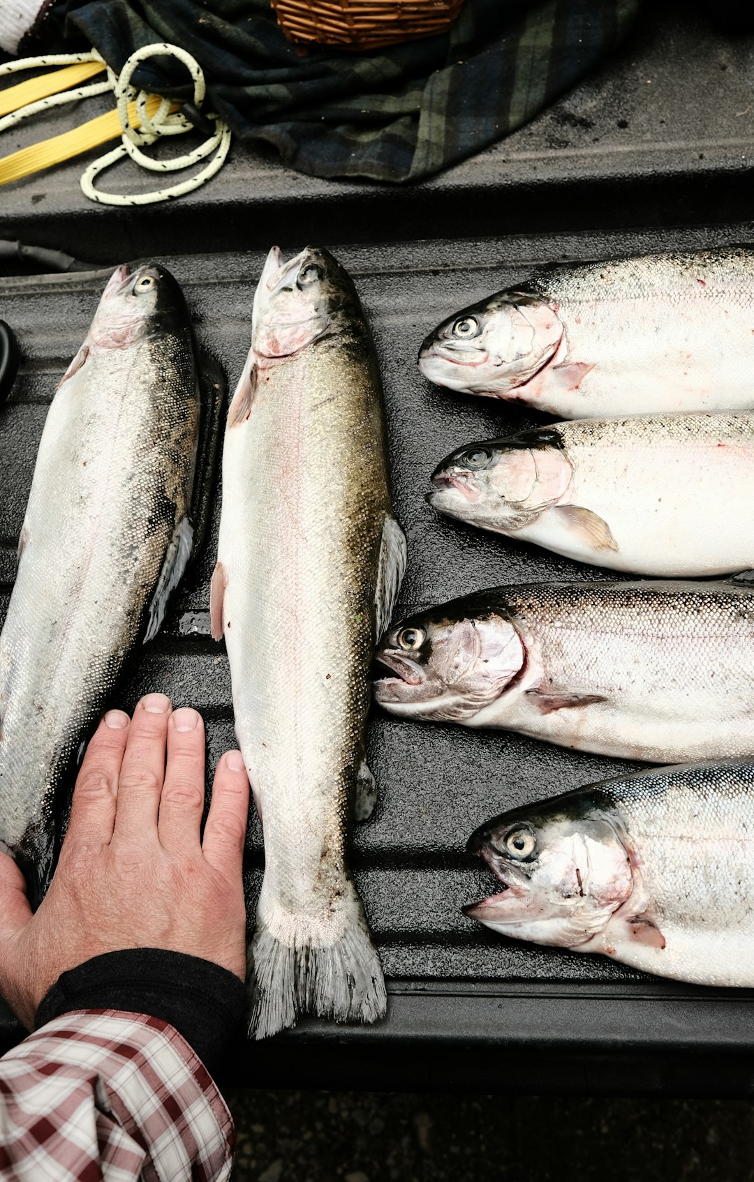 person holding white and red fish