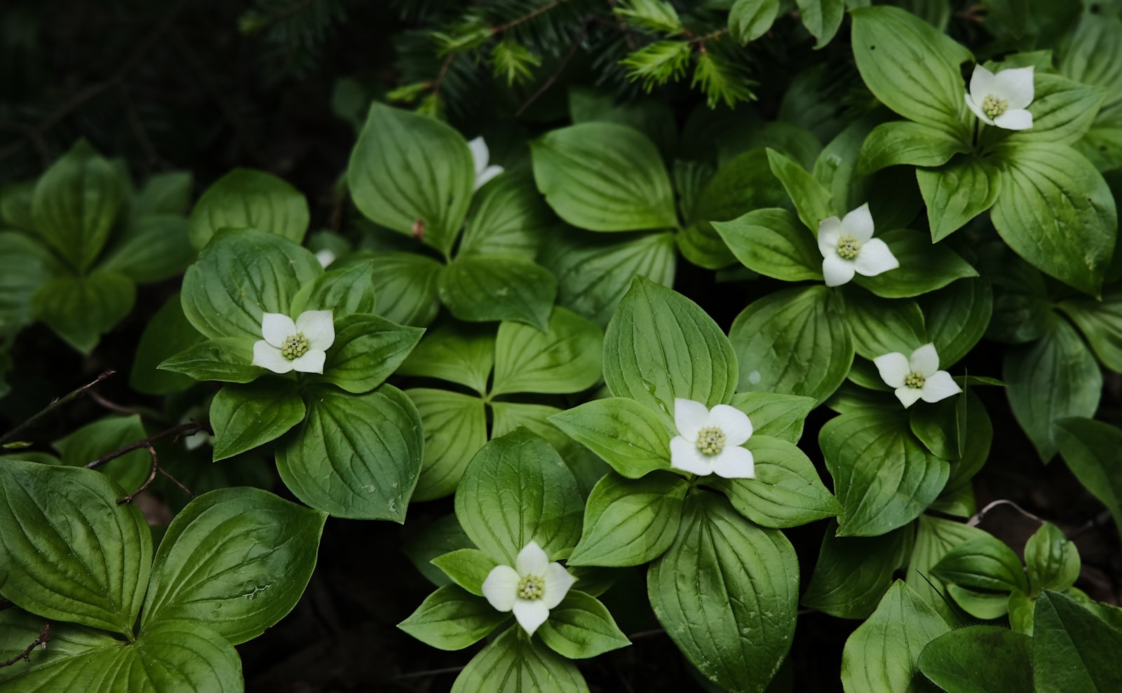 Fujifilm X100V sample photo. White flower with green photography