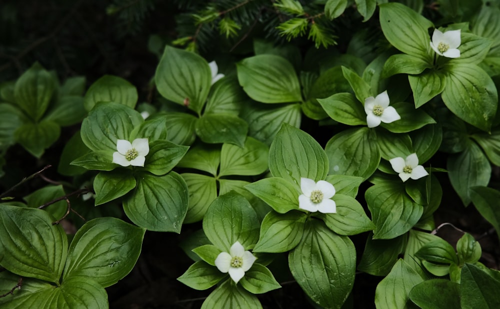 white flower with green leaves