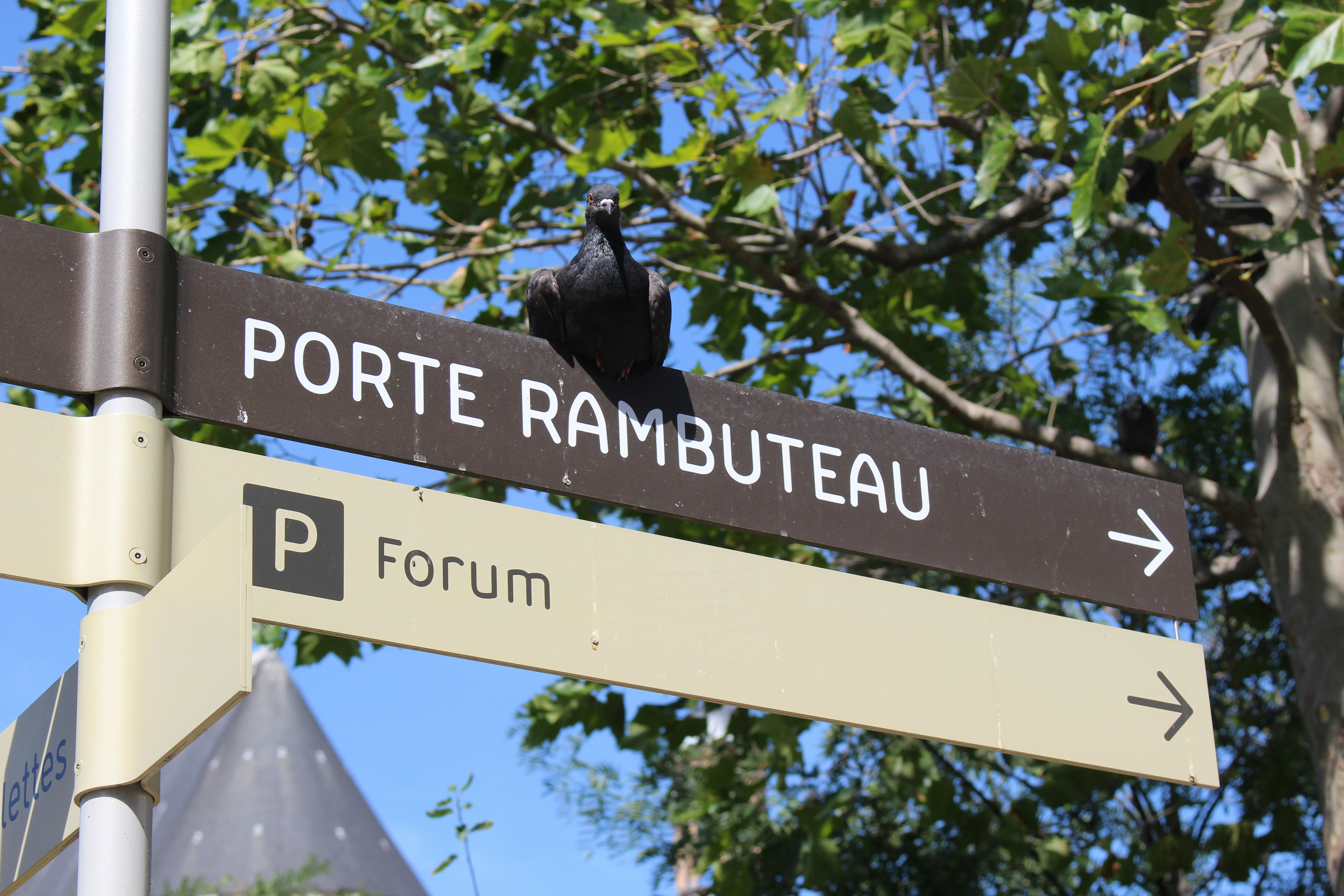 black crow on blue wooden signage