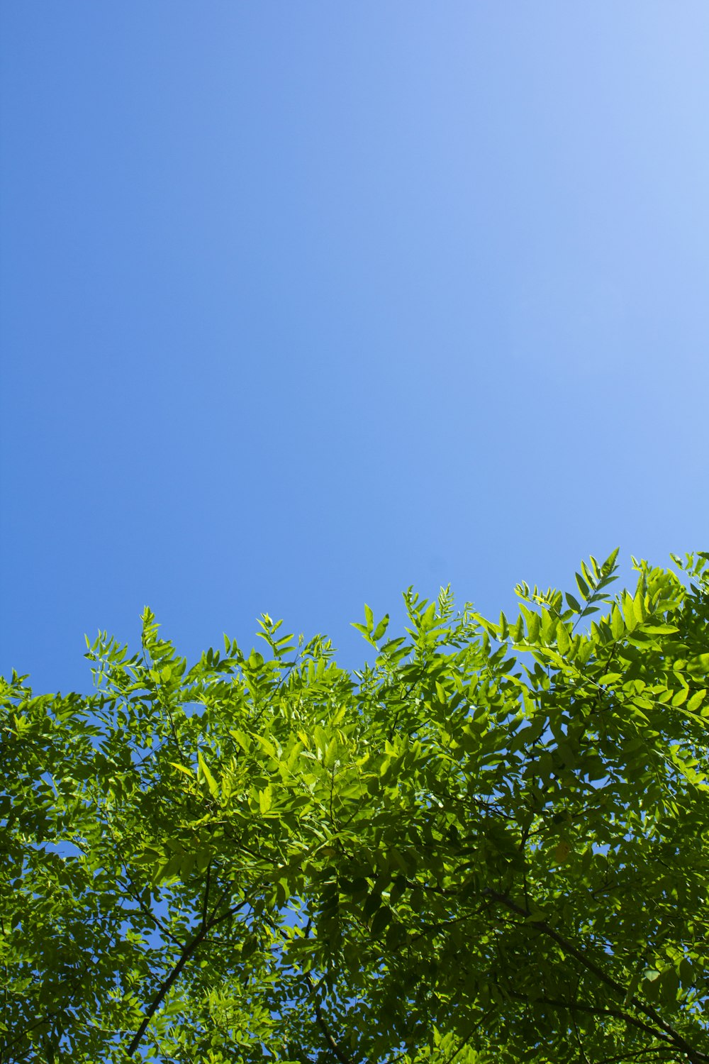 feuilles vertes sous ciel bleu pendant la journée