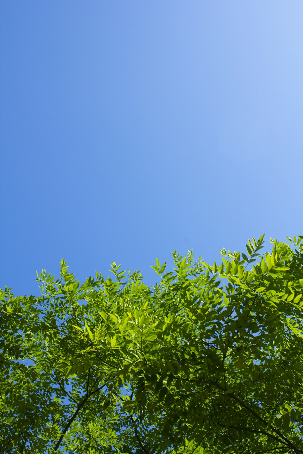 foglie verdi sotto il cielo blu durante il giorno