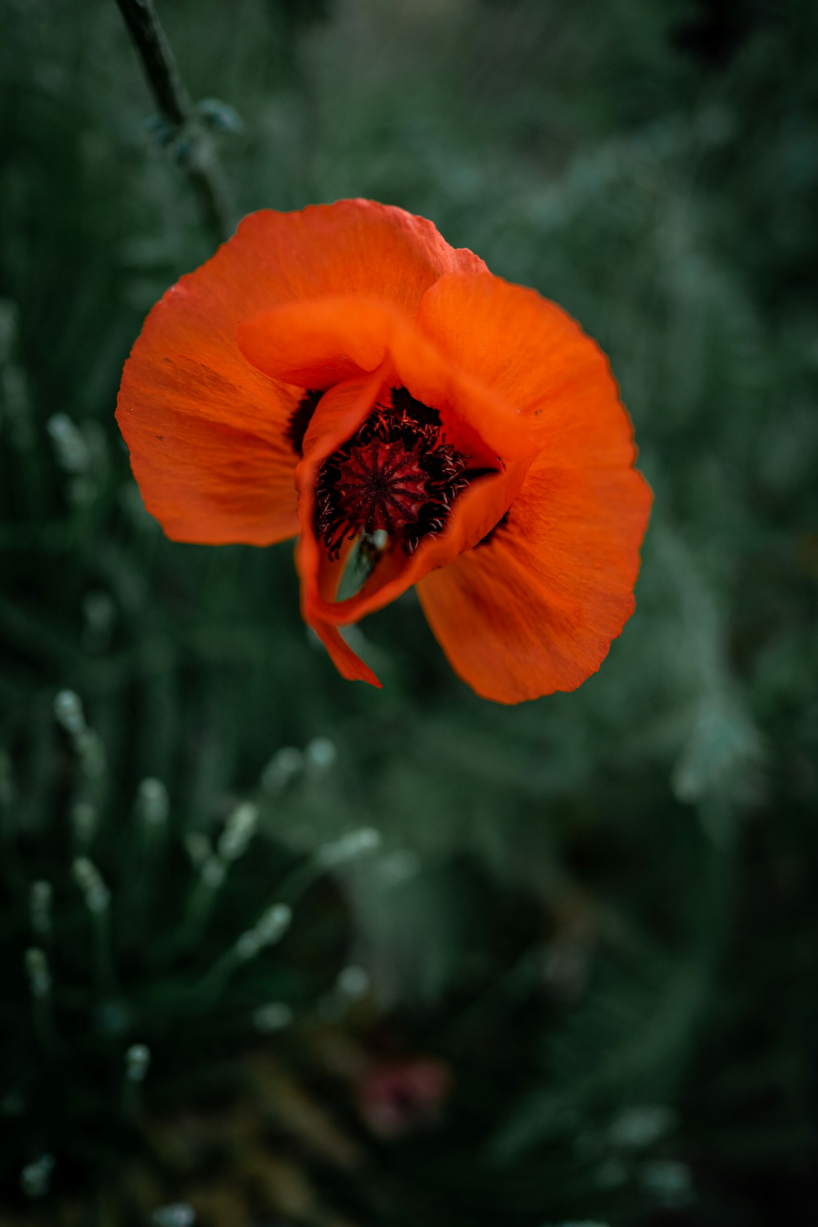 Sony a7 III + Sony FE 24mm F1.4 GM sample photo. Red poppy in bloom photography