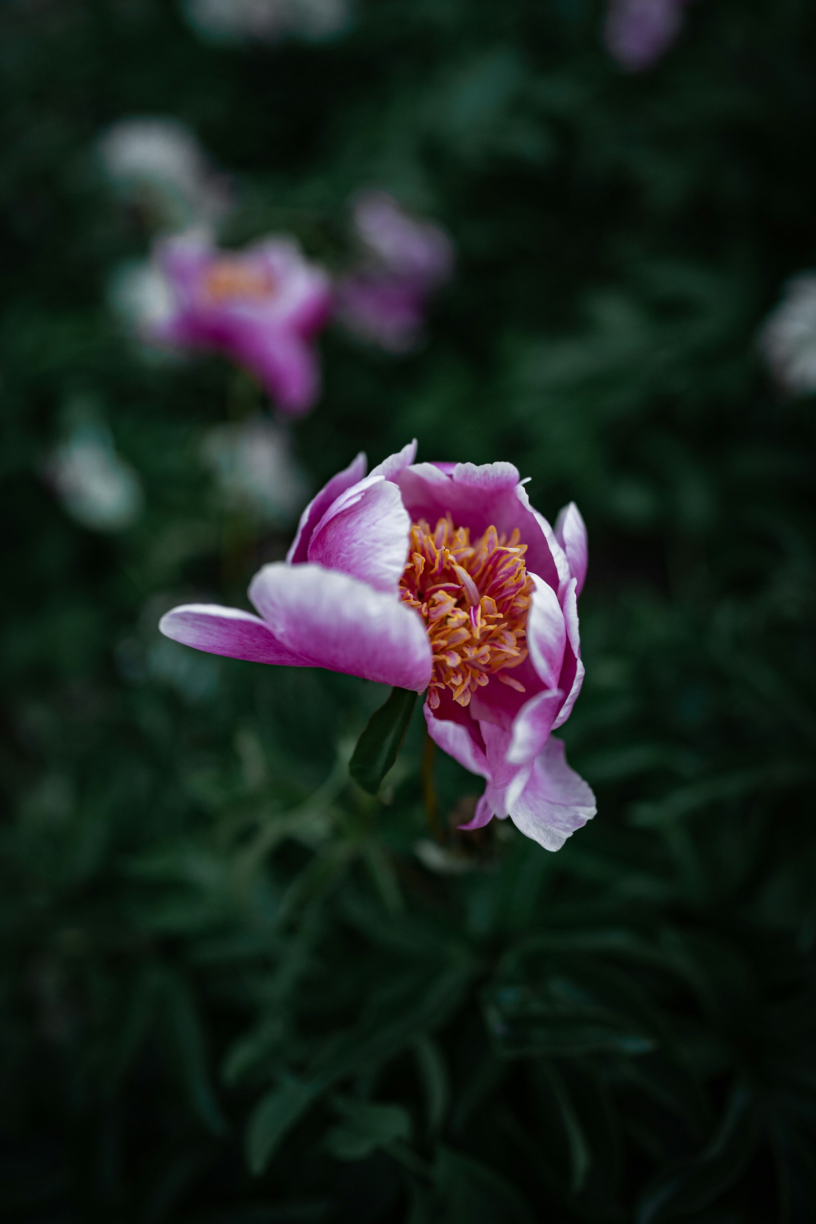 Sony a7 III + Sony FE 24mm F1.4 GM sample photo. Pink flower in tilt photography