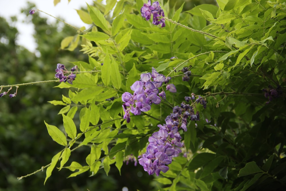 purple flowers with green leaves