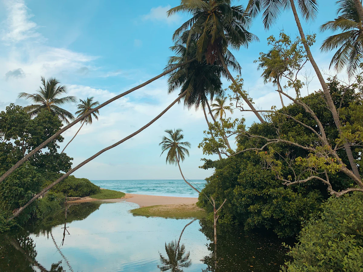 Dense green trees beside still water inland from the coast