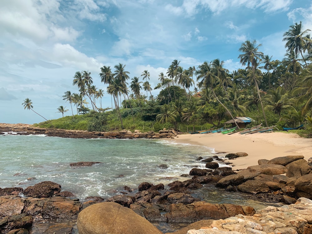 green palm trees on brown sand beach during daytime