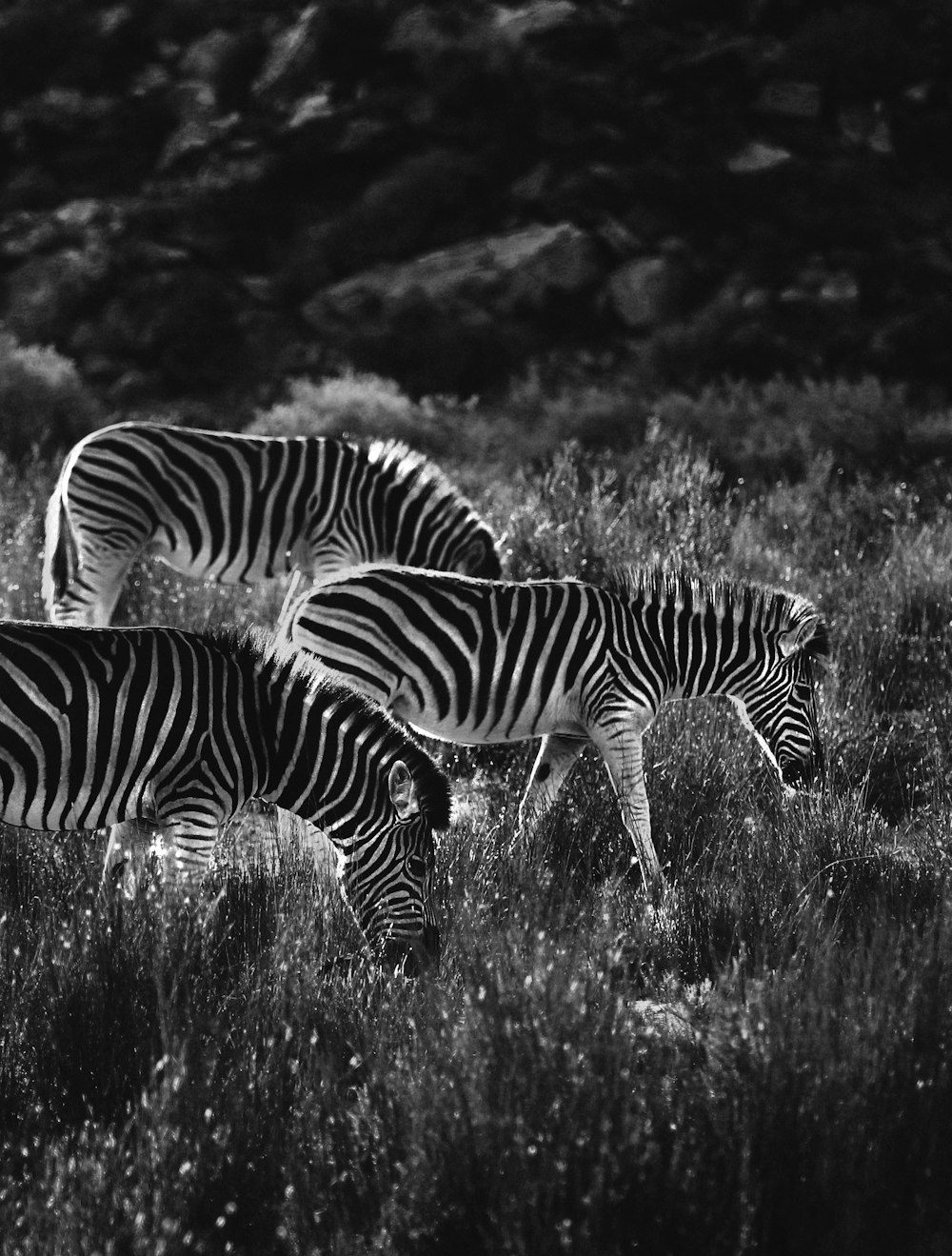 grayscale photo of zebra on grass field