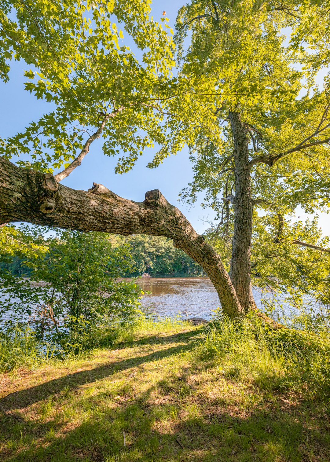 green trees near body of water during daytime