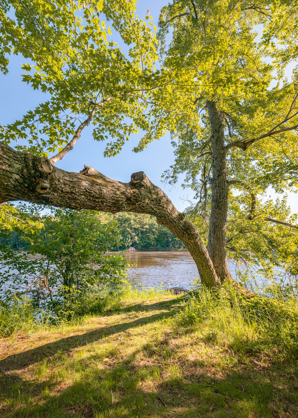 arbres verts près d’un plan d’eau pendant la journée