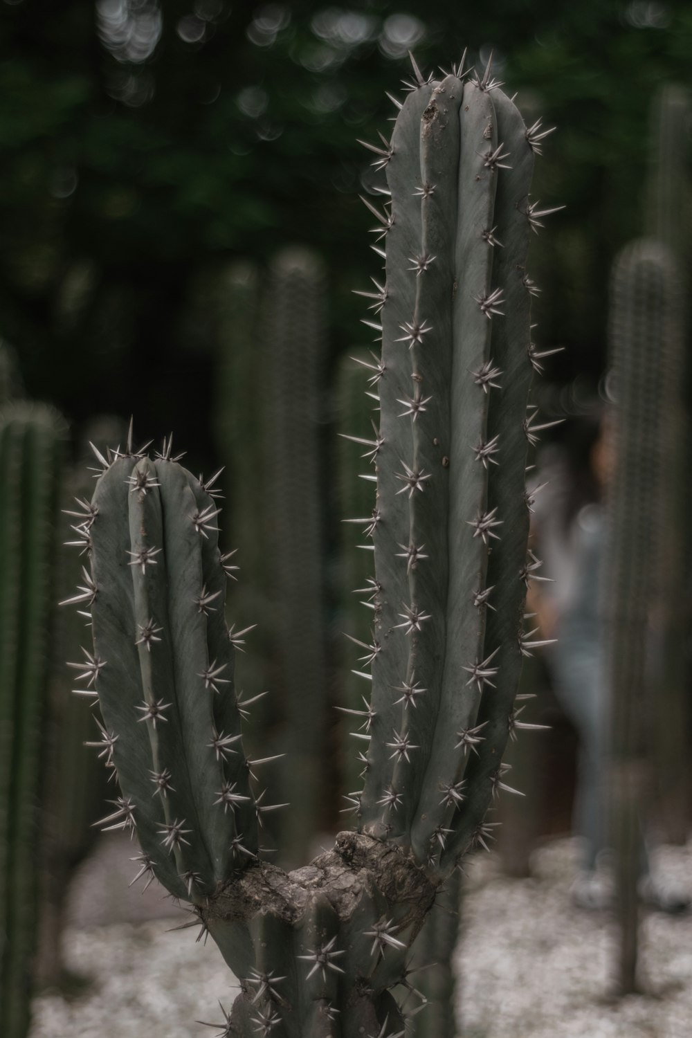 green cactus in close up photography