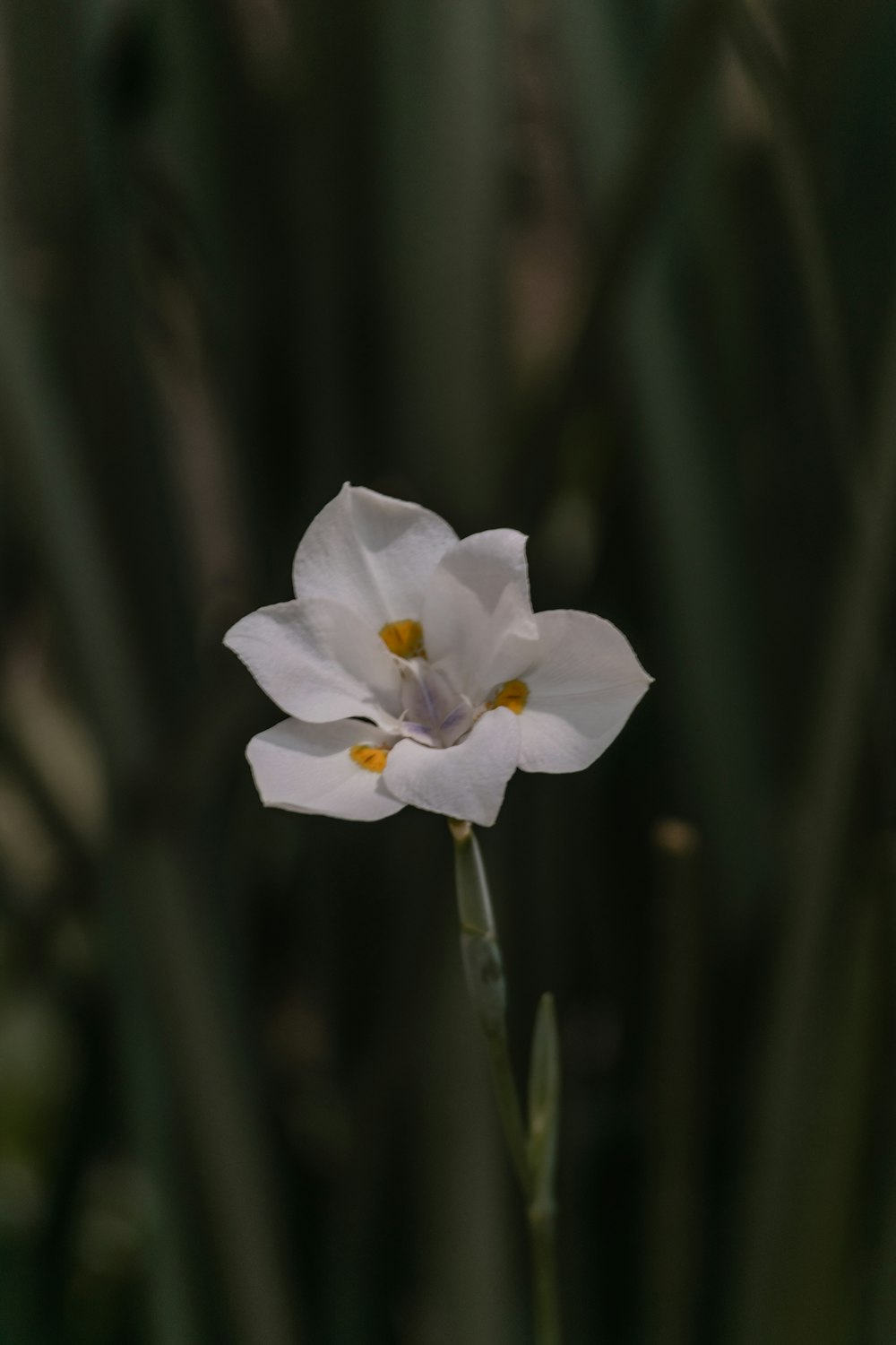 white flower in tilt shift lens