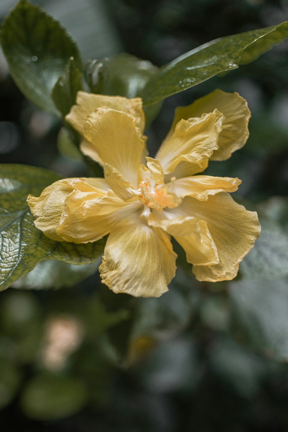 yellow flower in tilt shift lens