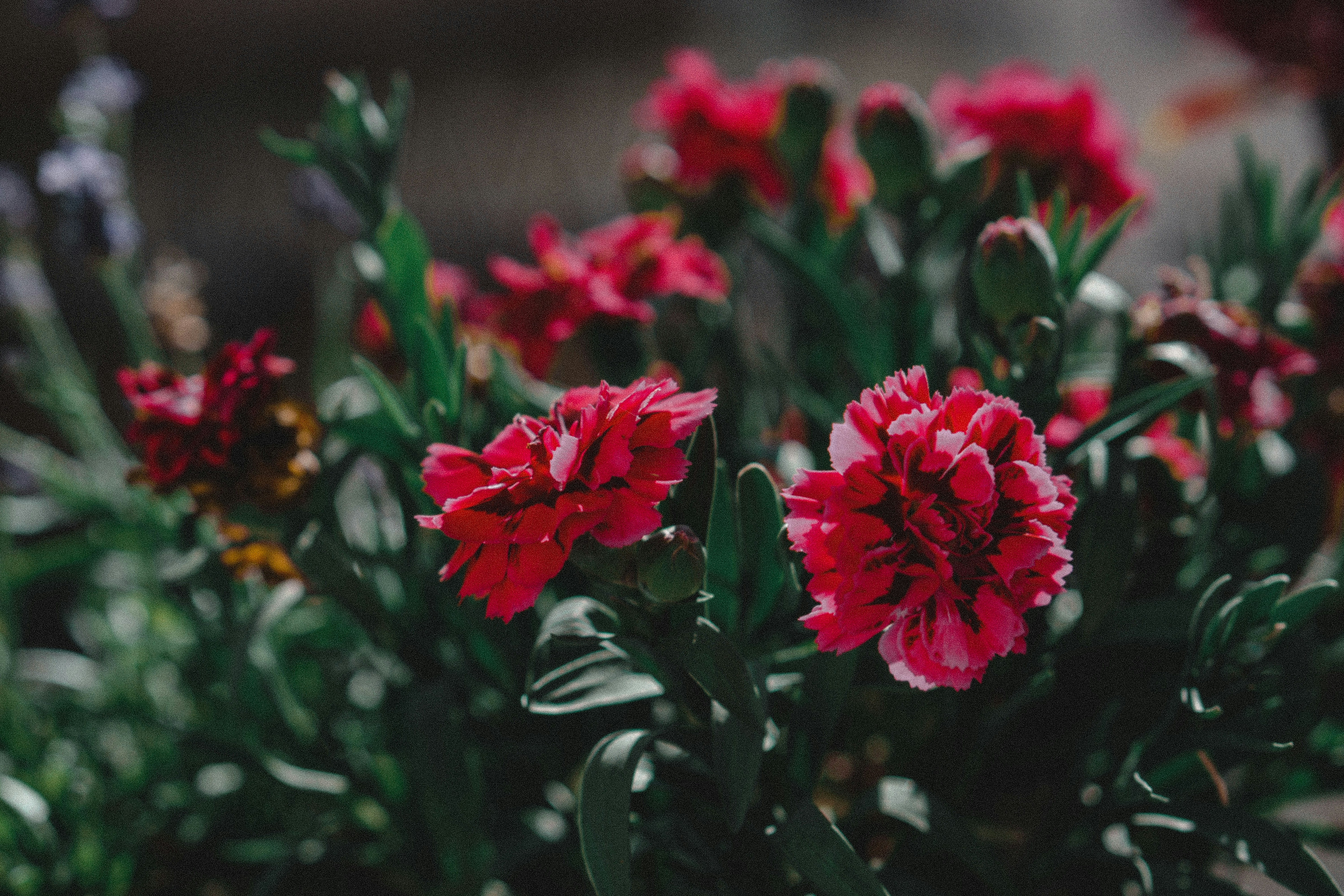 Photo by cedrikwesche