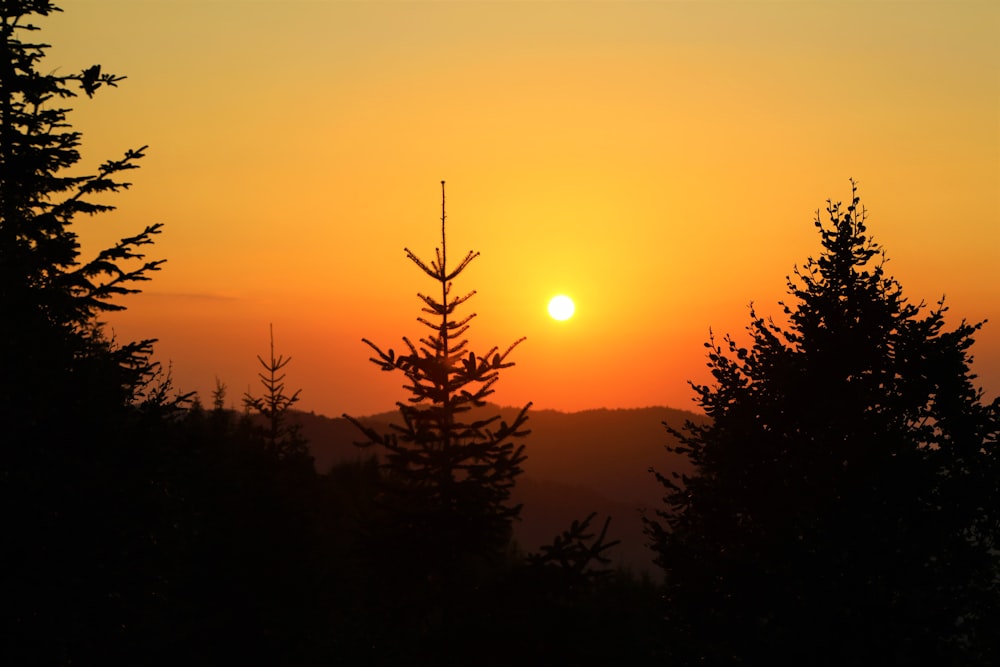 silhouette of trees during sunset