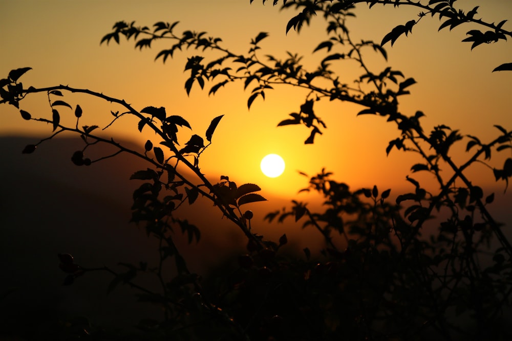 silhouette of plants during sunset