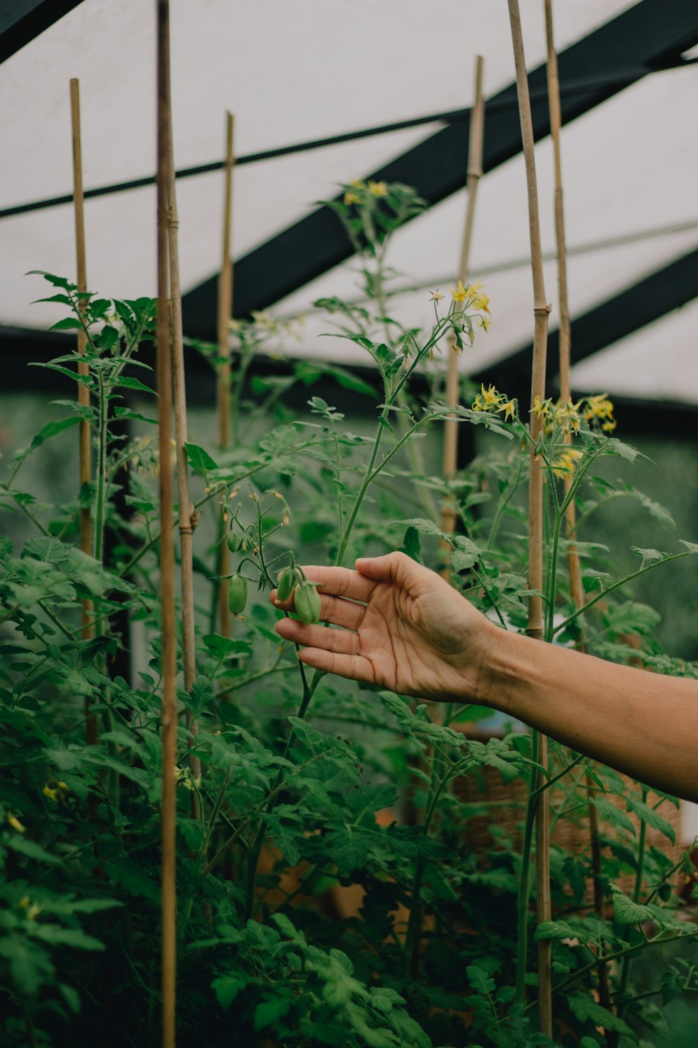 person holding green leaf plant