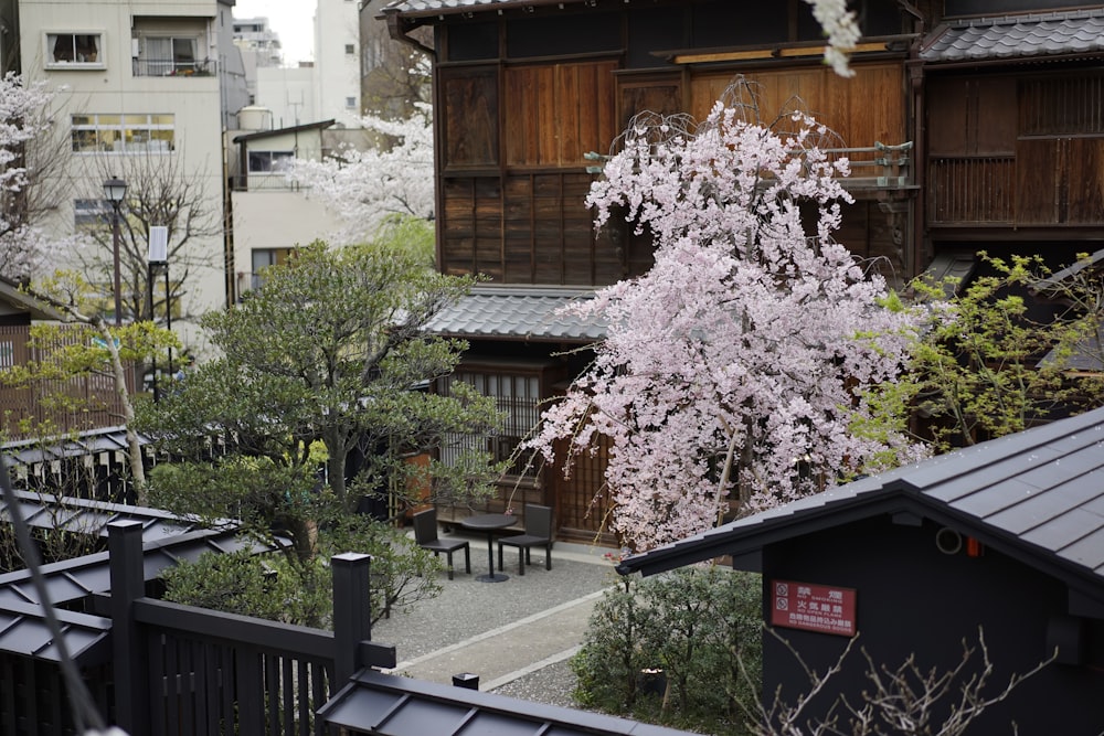 pink cherry blossom tree near brown wooden house during daytime