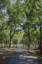 green trees on gray concrete pathway