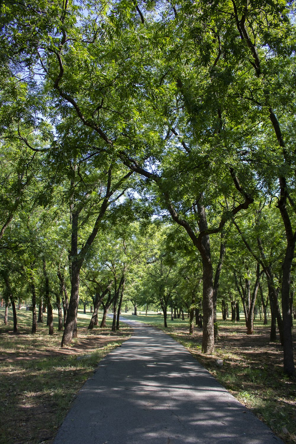 árboles verdes en un camino de hormigón gris