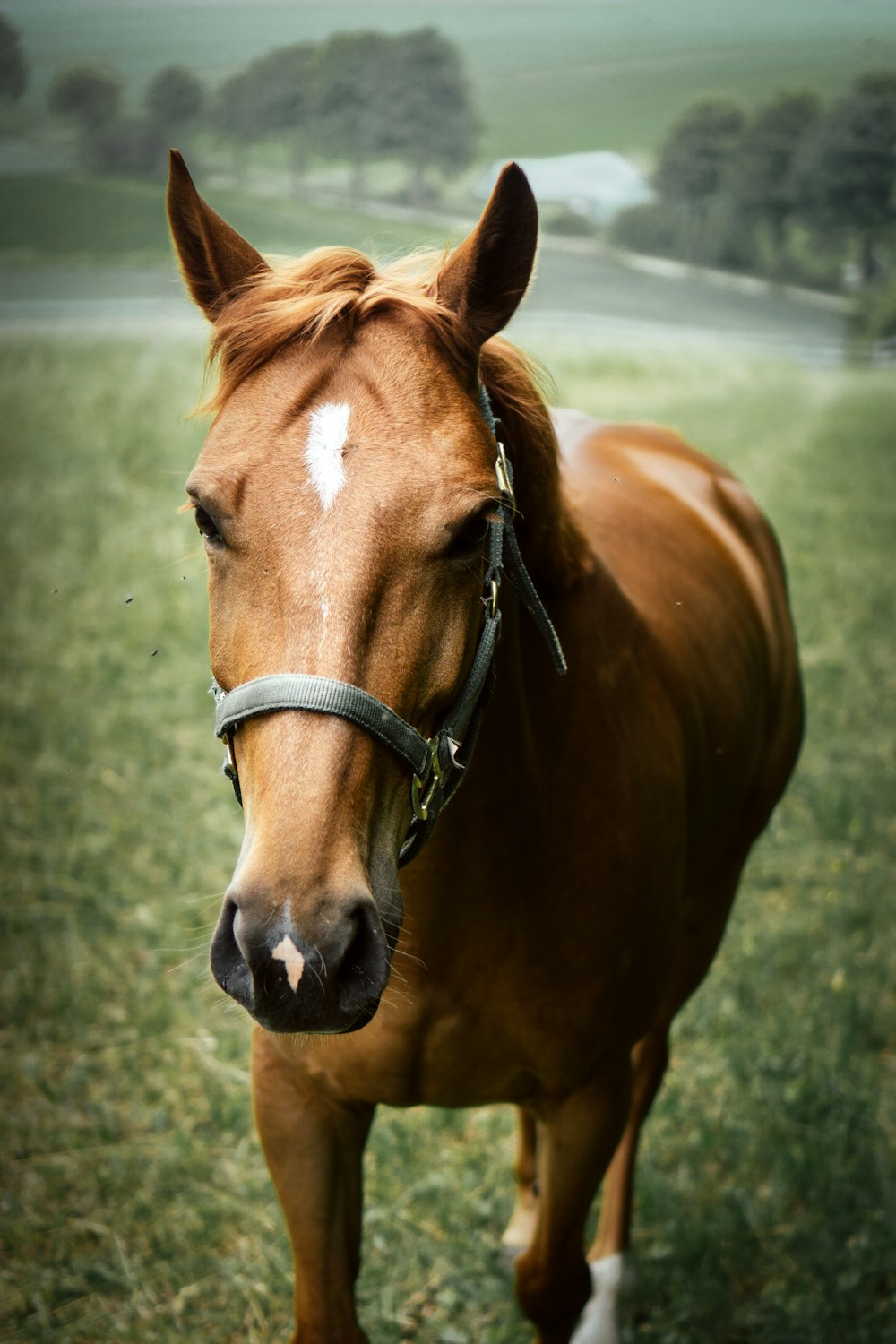 brown horse on green grass field during daytime