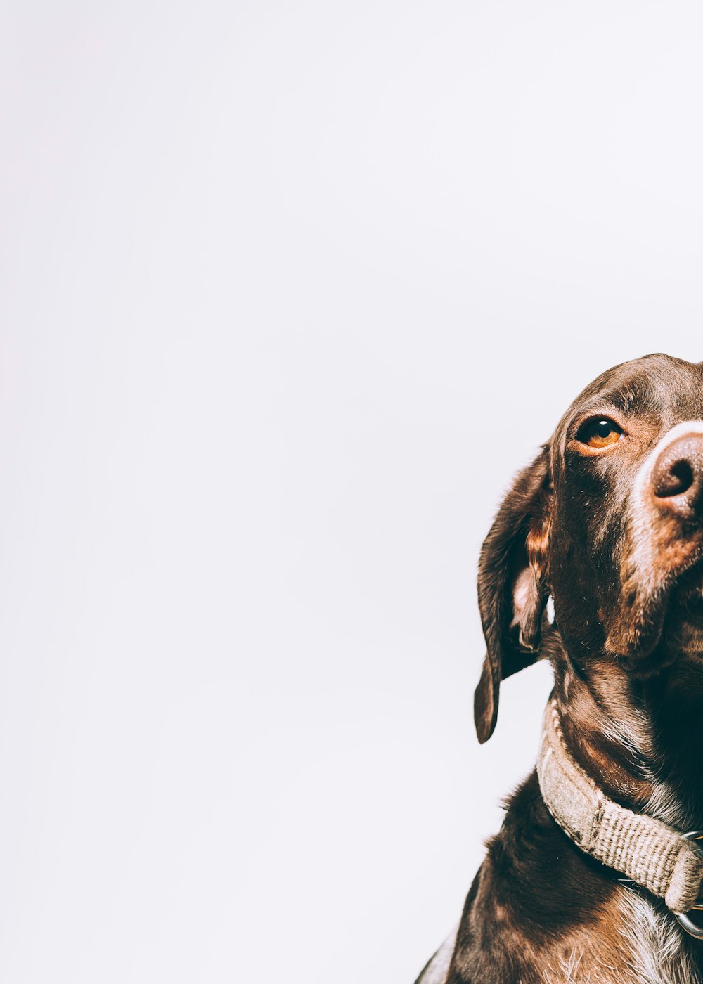 Rescue Dog Pictures | Download Free Images on Unsplash